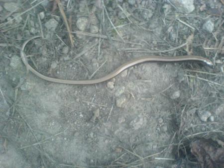 serpent