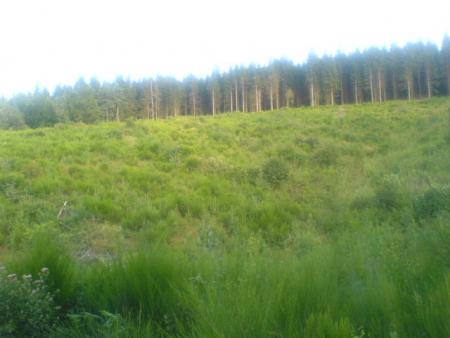 foret 